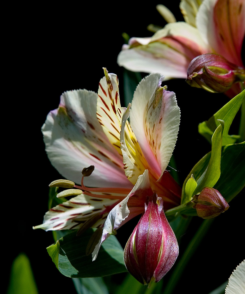 val carcary green alstroemeria