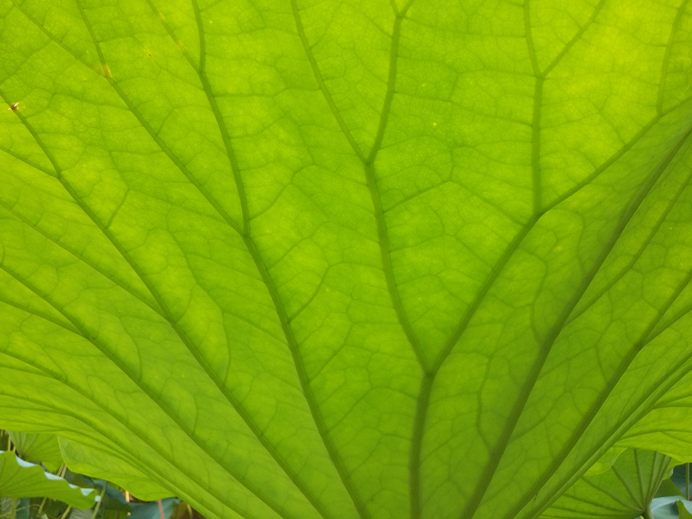 val carcary green leaf detail