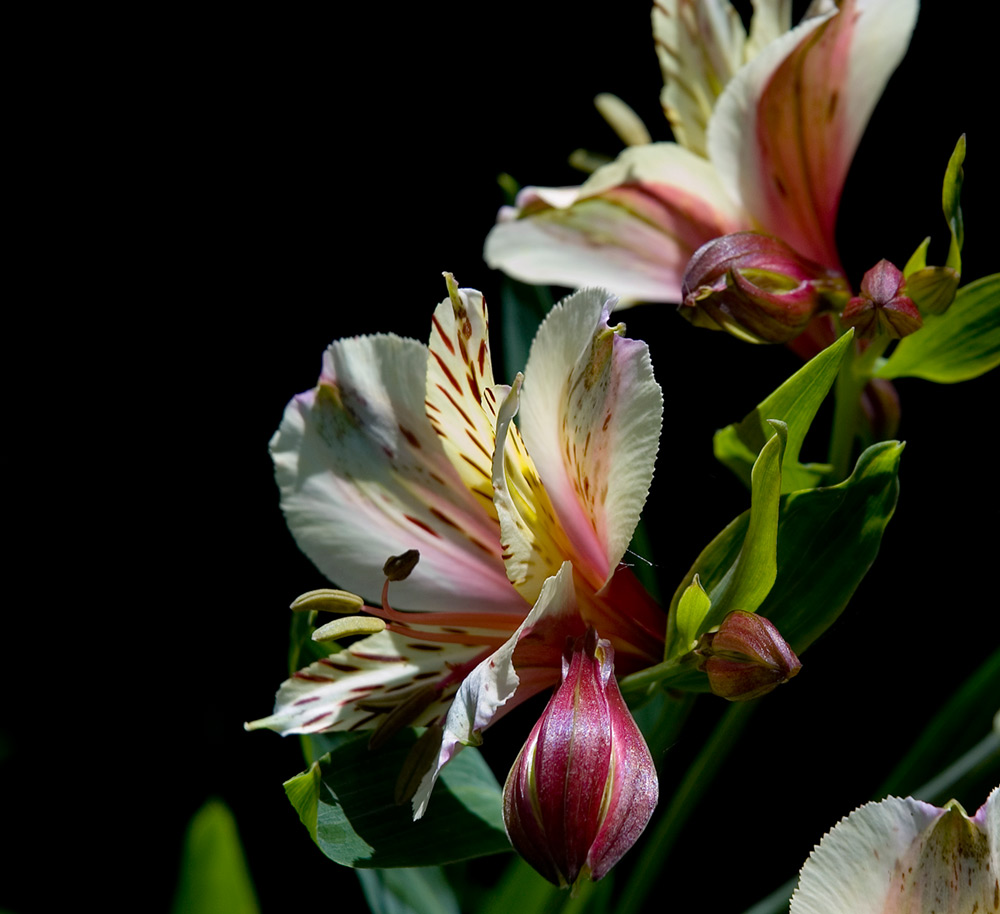 val carcary grren alstroemeria peruvian lily