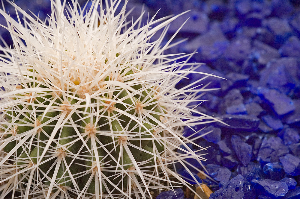 val carcary green hedgehog cactus
