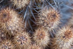 val carcary green cactus