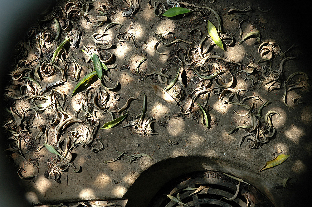 val carcary green grid with leaves kew gardens