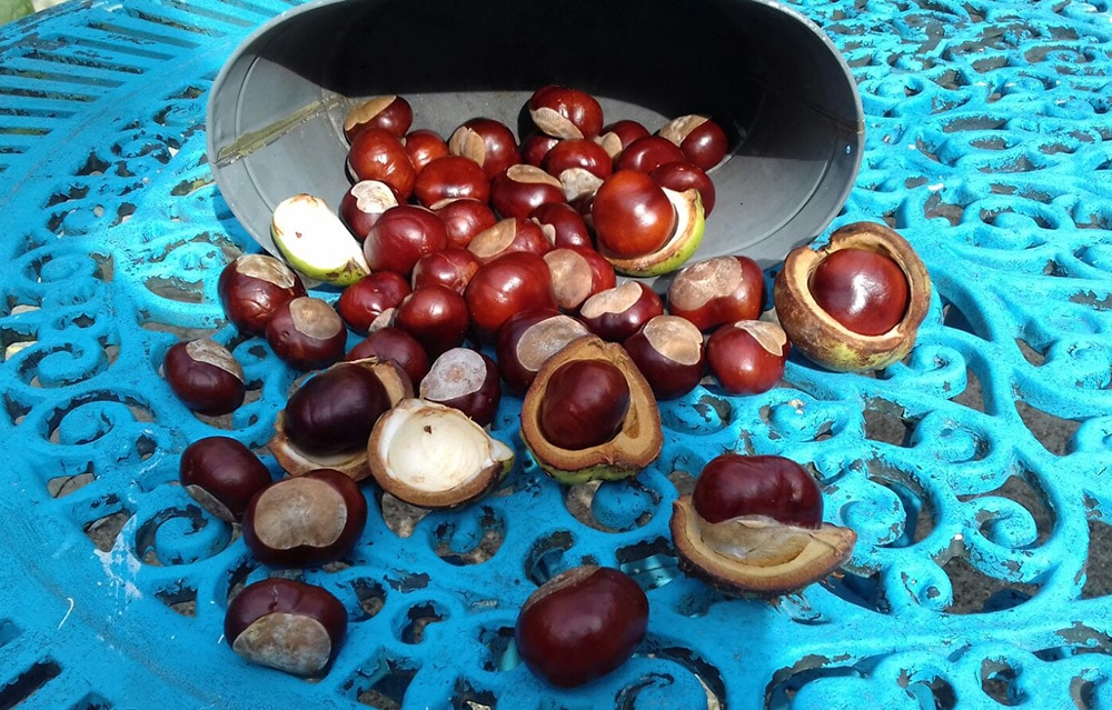 chestnuts on blue metal table