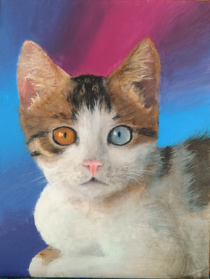 novus-art-studio-olivia-chow-cat-with blue-and-brown-eyes
