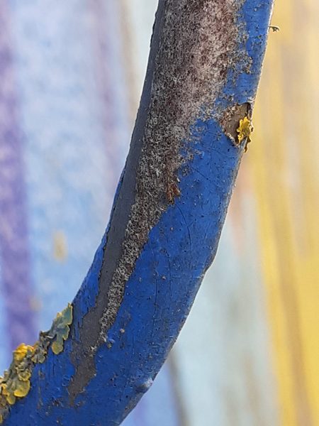 blue-yellow-trunk